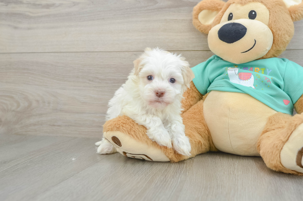 5 week old Havanese Puppy For Sale - Florida Fur Babies