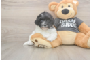 Energetic Bichon Havanes Purebred Puppy