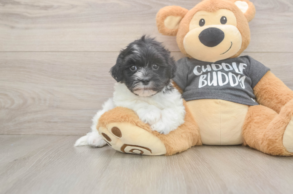 5 week old Havanese Puppy For Sale - Florida Fur Babies