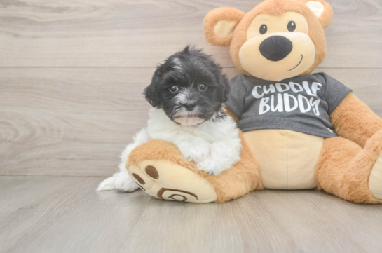 Energetic Bichon Havanes Purebred Puppy