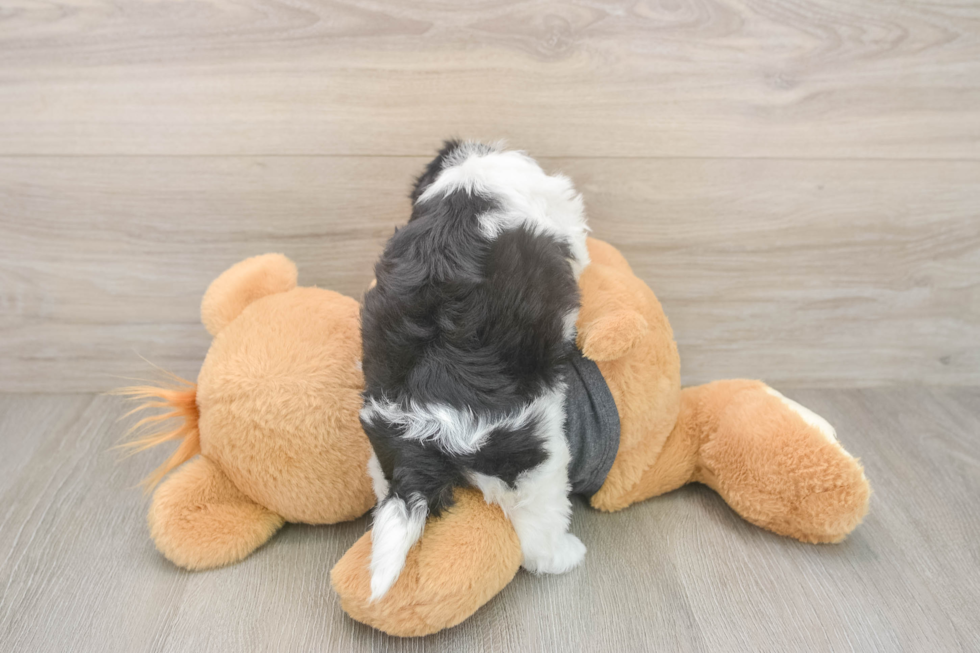 Best Havanese Baby