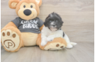 Smart Bichon Havanes Purebred Puppy