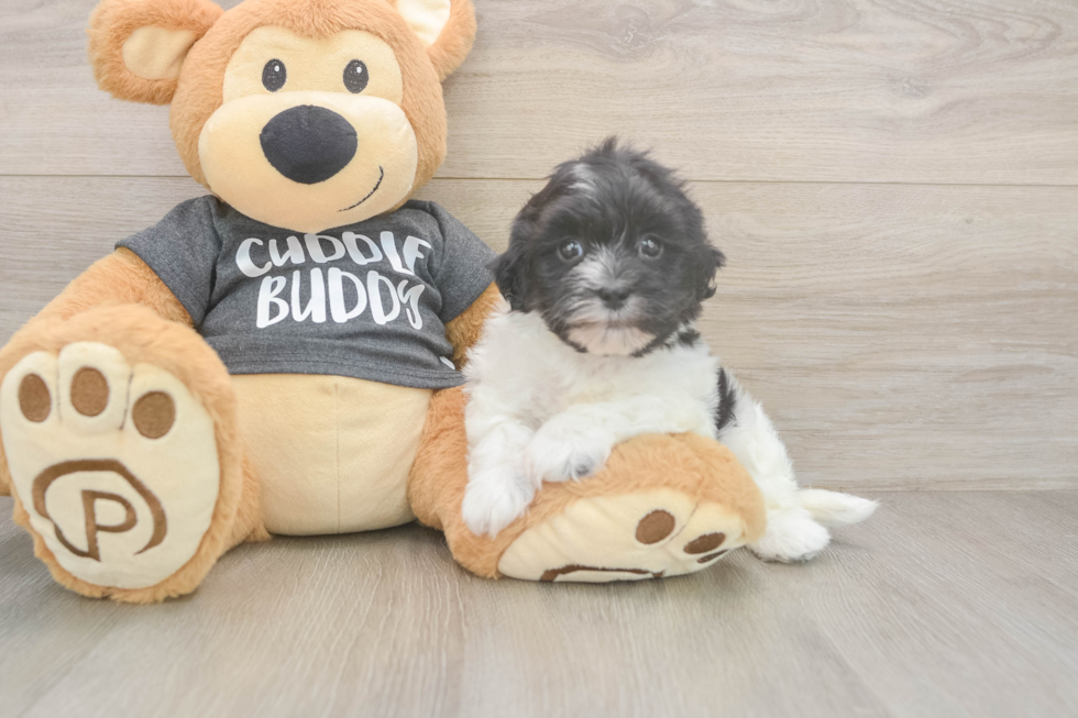 Smart Bichon Havanes Purebred Puppy