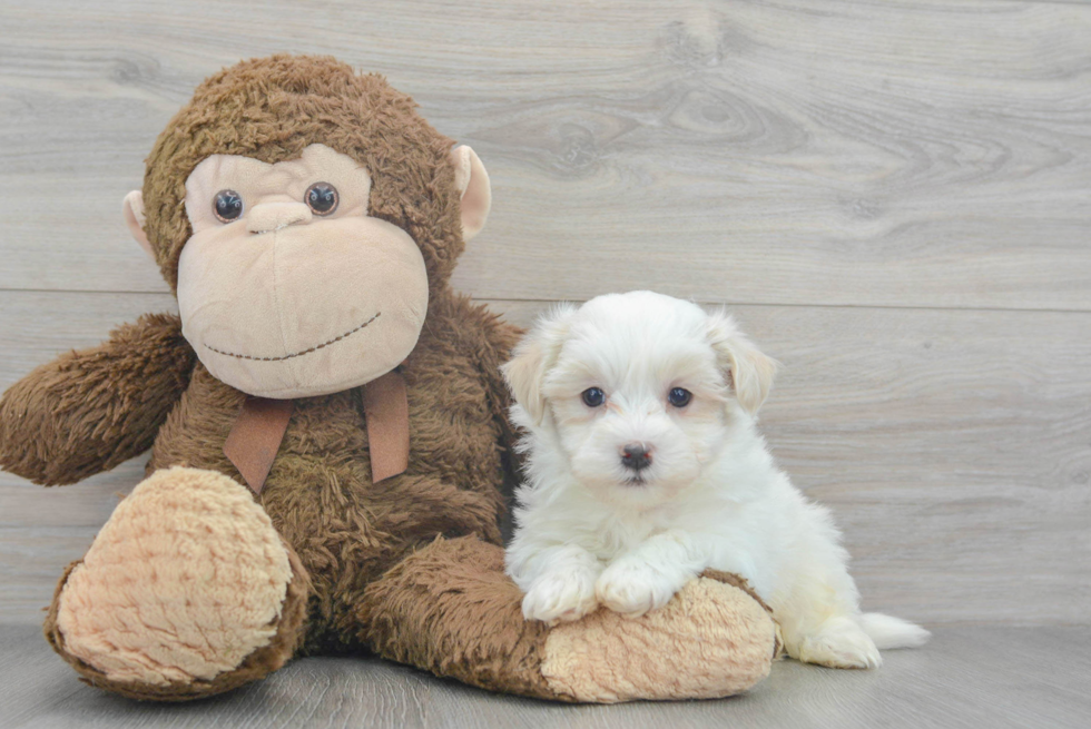 Havanese Pup Being Cute