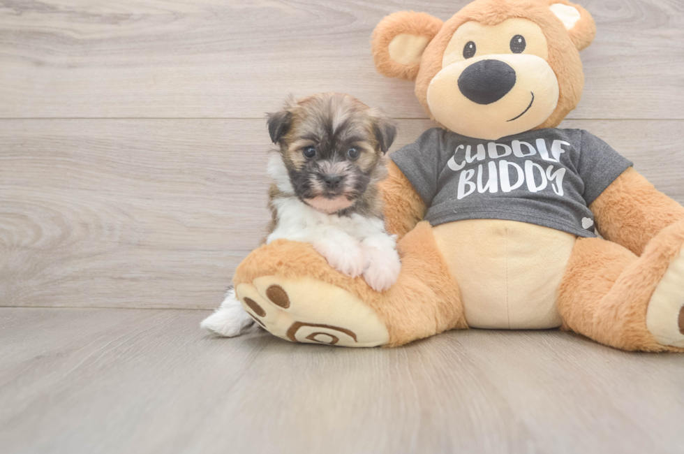 5 week old Havanese Puppy For Sale - Florida Fur Babies
