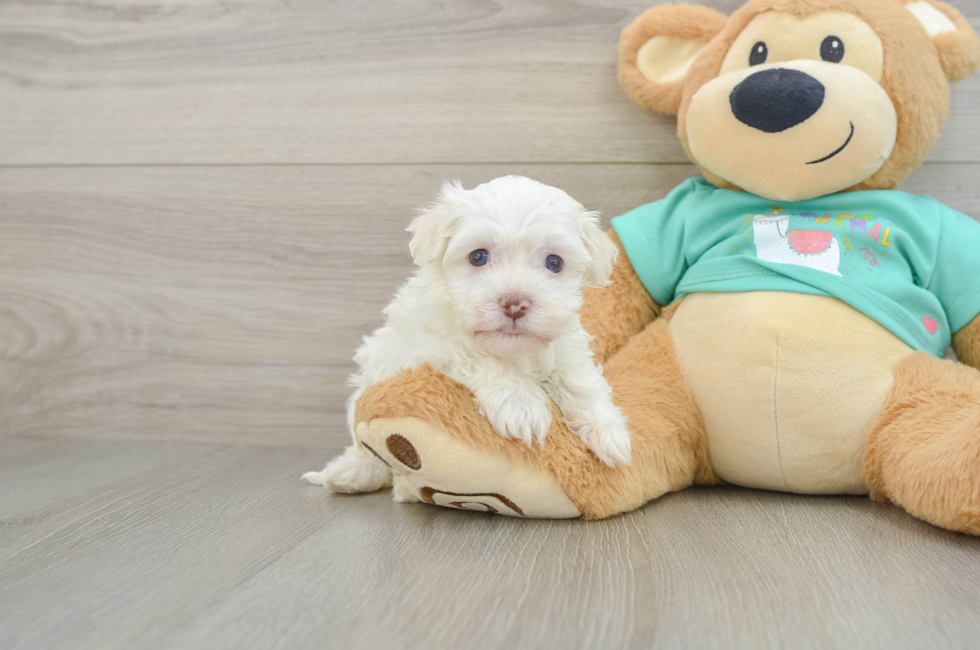5 week old Havanese Puppy For Sale - Florida Fur Babies