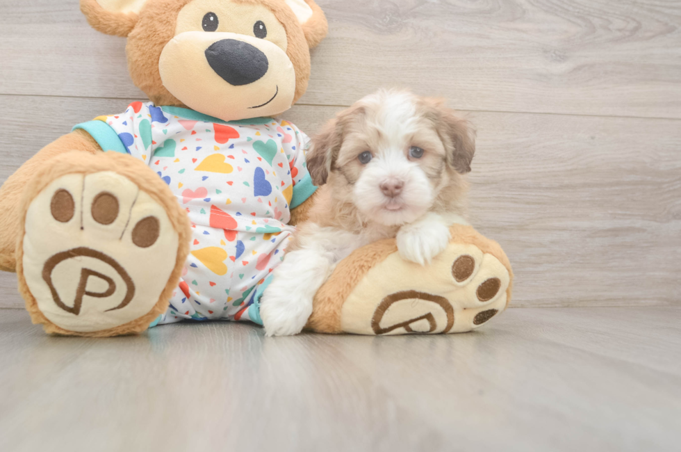 6 week old Havanese Puppy For Sale - Florida Fur Babies