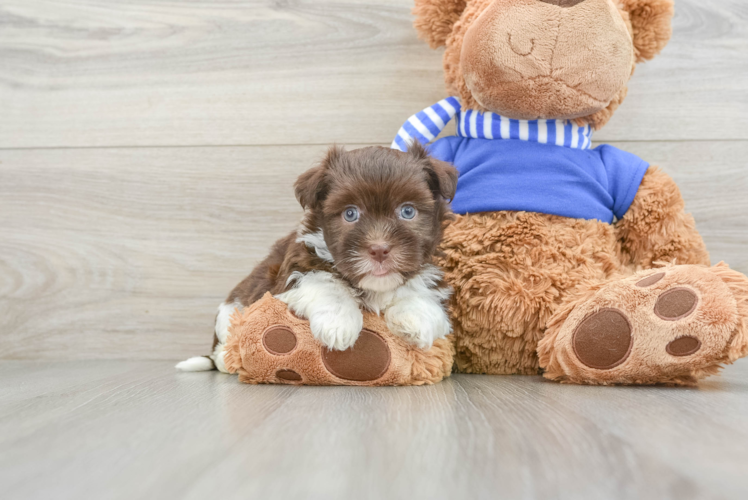 Havanese Puppy for Adoption