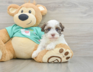7 week old Havanese Puppy For Sale - Florida Fur Babies