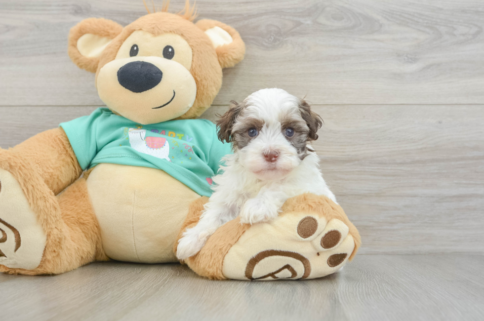 5 week old Havanese Puppy For Sale - Florida Fur Babies