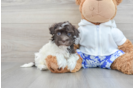 Happy Havanese Purebred Puppy