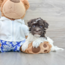 HUGGIE