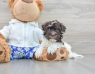 10 week old Havanese Puppy For Sale - Florida Fur Babies