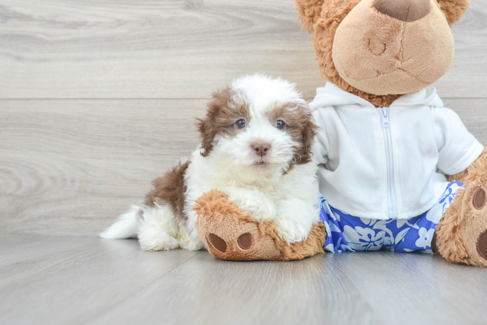 Best Havanese Baby