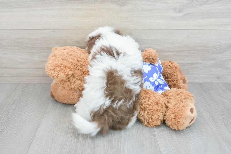 Playful Havanese Baby