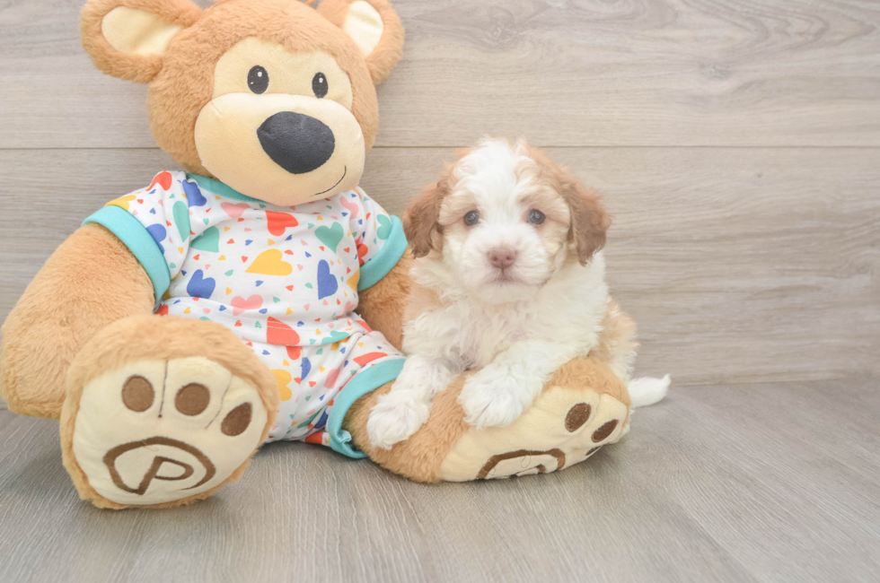 6 week old Havanese Puppy For Sale - Florida Fur Babies
