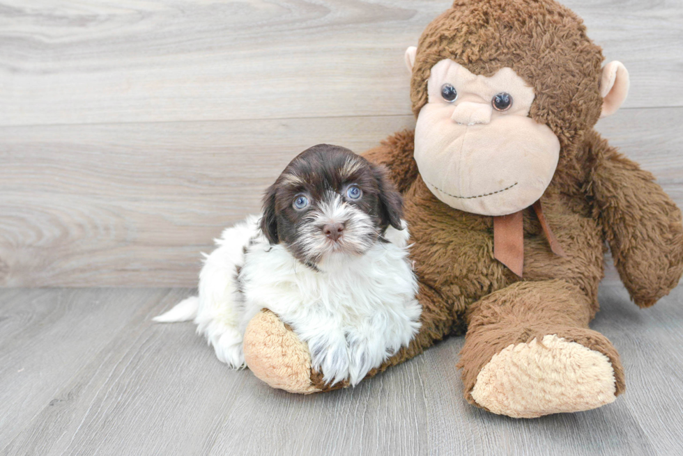 Little Havanese Baby