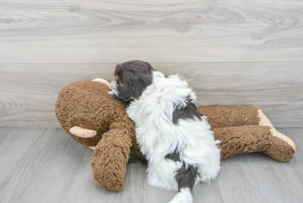 Best Havanese Baby