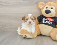 5 week old Havanese Puppy For Sale - Florida Fur Babies