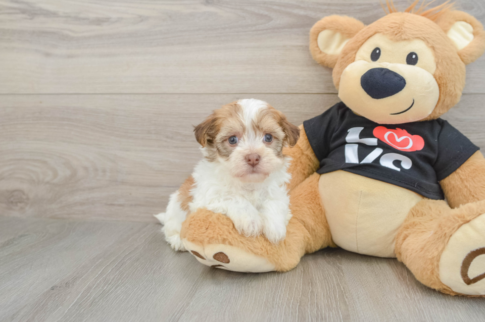 5 week old Havanese Puppy For Sale - Florida Fur Babies