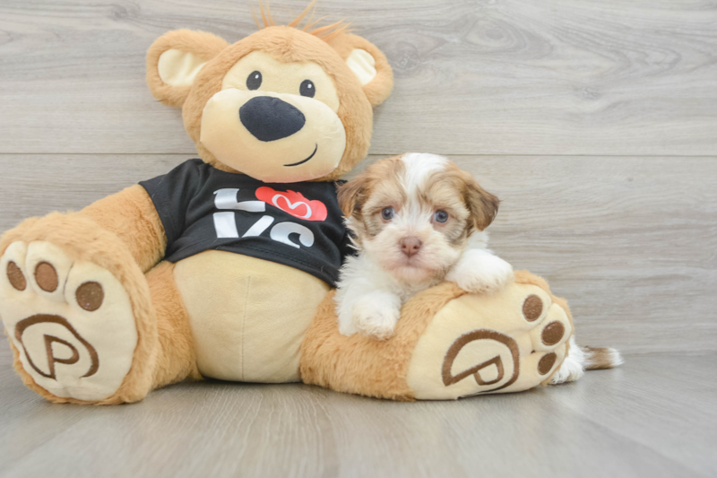 Meet Java - our Havanese Puppy Photo 3/3 - Florida Fur Babies