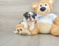 5 week old Havanese Puppy For Sale - Florida Fur Babies