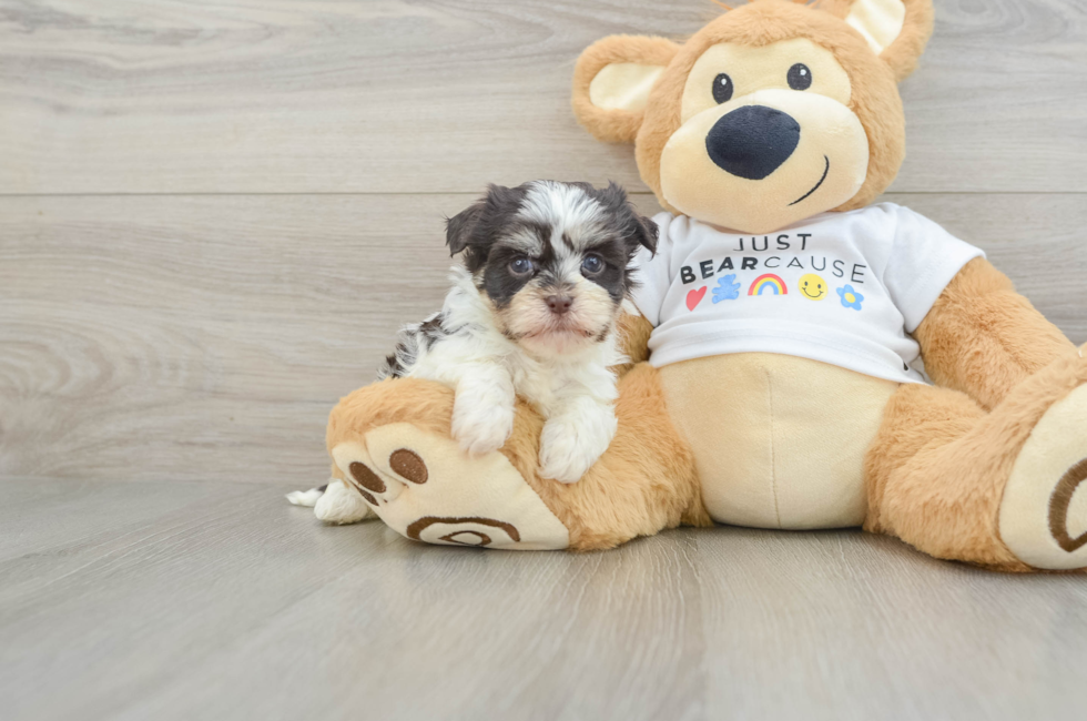 5 week old Havanese Puppy For Sale - Florida Fur Babies