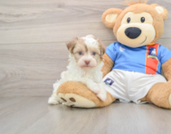9 week old Havanese Puppy For Sale - Florida Fur Babies