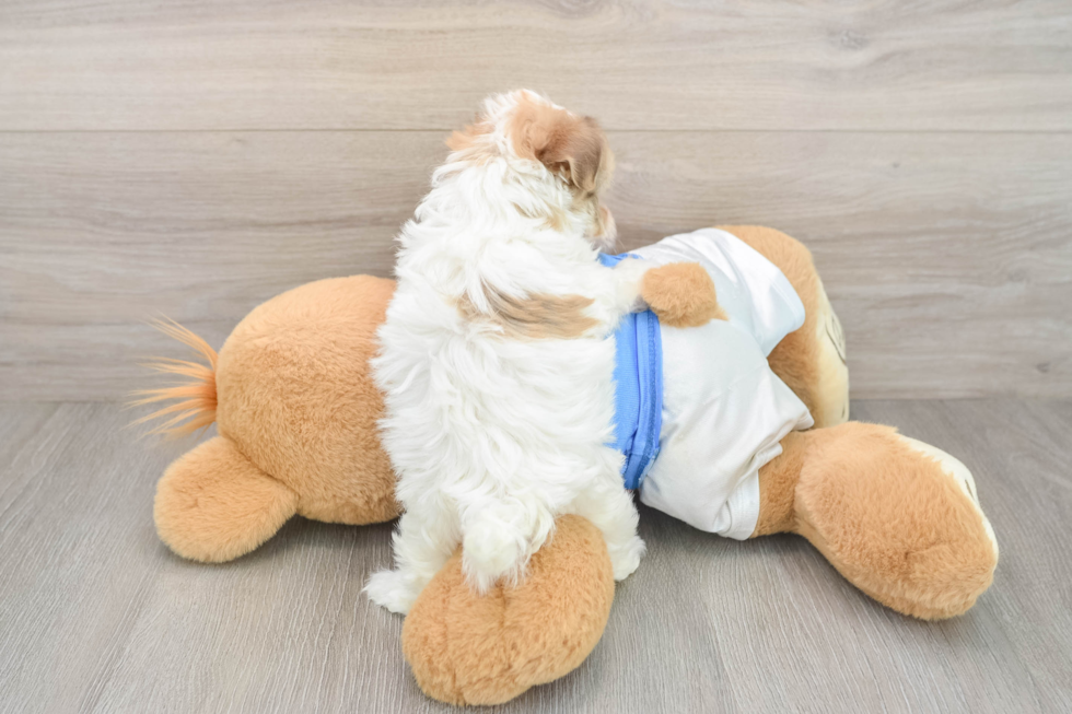 Havanese Puppy for Adoption