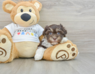 9 week old Havanese Puppy For Sale - Florida Fur Babies