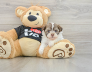 5 week old Havanese Puppy For Sale - Florida Fur Babies