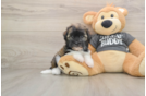 Little Havanese Purebred Pup