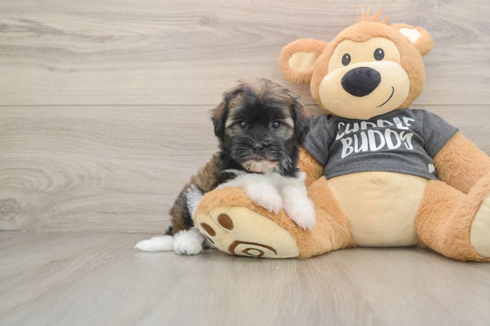 Little Havanese Purebred Pup
