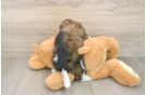 Havanese Pup Being Cute