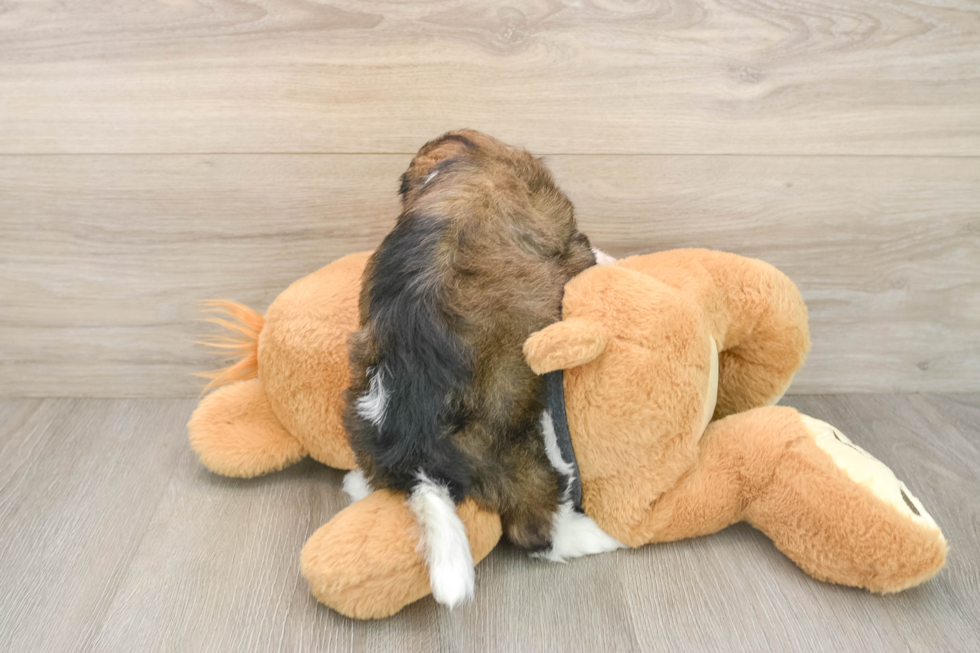Havanese Pup Being Cute