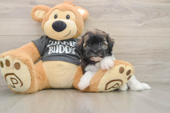 Hypoallergenic Havanese Baby