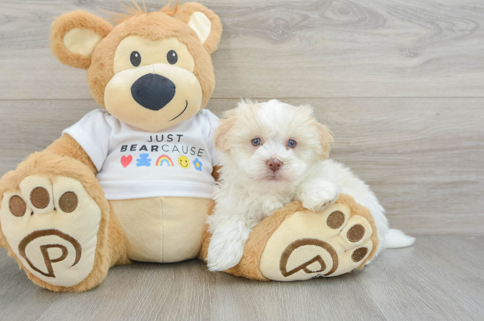 6 week old Havanese Puppy For Sale - Florida Fur Babies