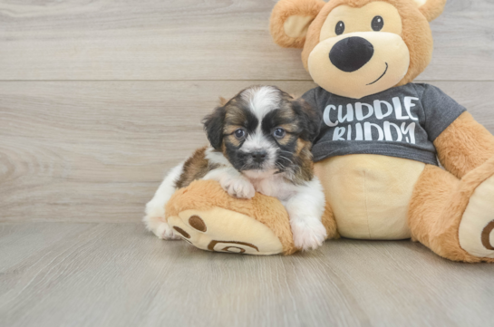 Havanese Puppy for Adoption