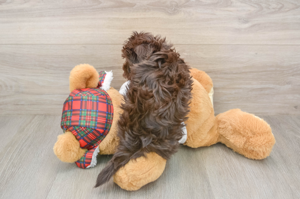 Havanese Puppy for Adoption