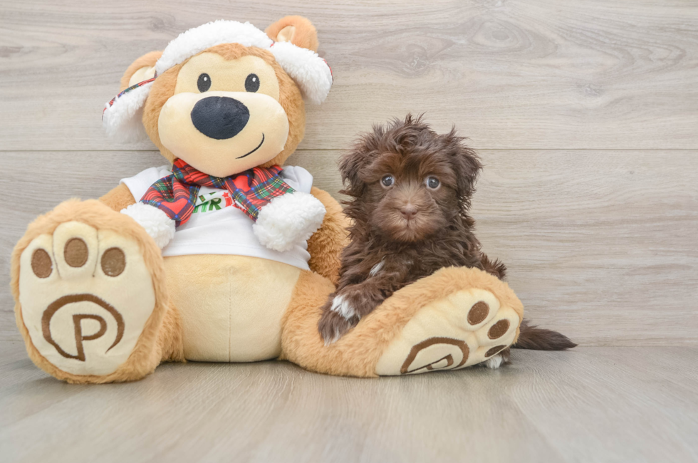 6 week old Havanese Puppy For Sale - Florida Fur Babies