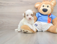 5 week old Havanese Puppy For Sale - Florida Fur Babies