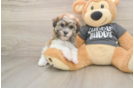 Little Havanese Purebred Pup