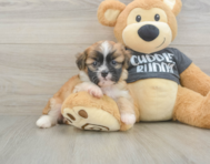 7 week old Havanese Puppy For Sale - Florida Fur Babies