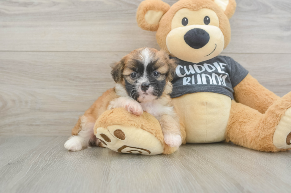 5 week old Havanese Puppy For Sale - Florida Fur Babies