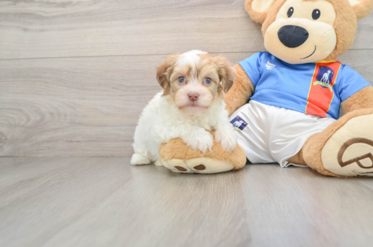 Funny Havanese Baby