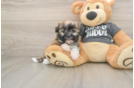 Havanese Puppy for Adoption