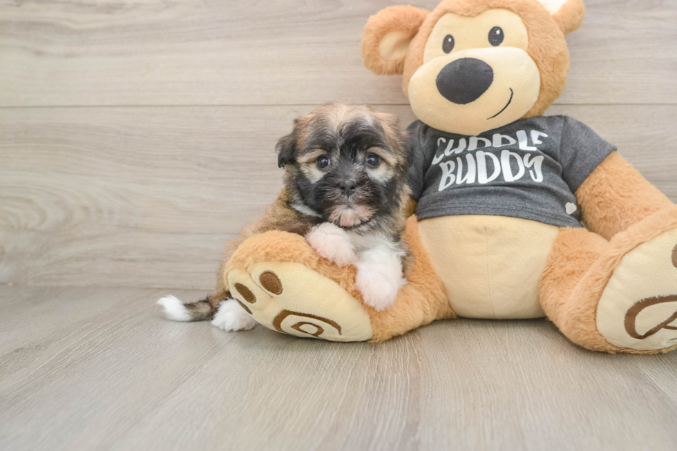 Havanese Puppy for Adoption