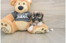 Small Havanese Baby