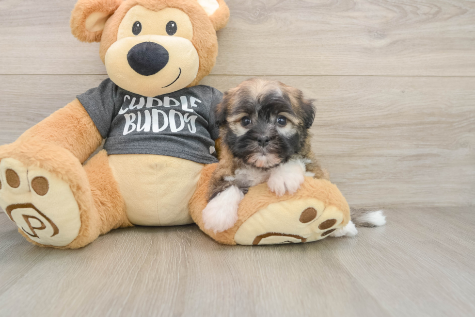Small Havanese Baby