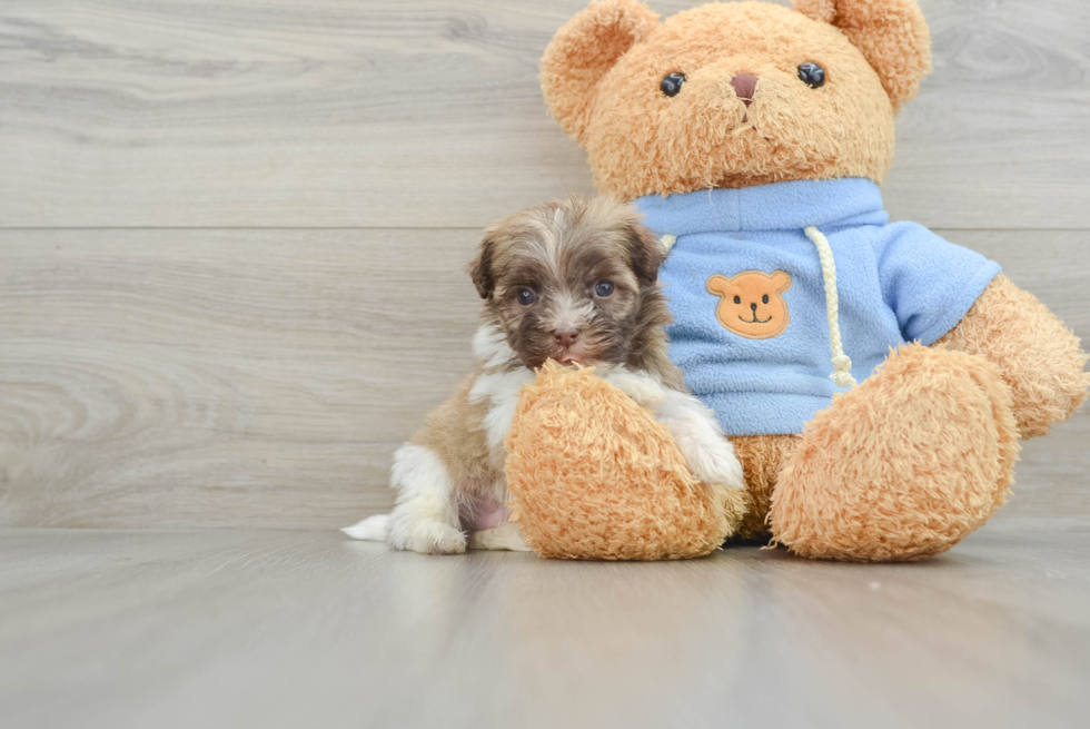 Friendly Havanese Baby